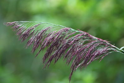 Close-up of purple flowering plant