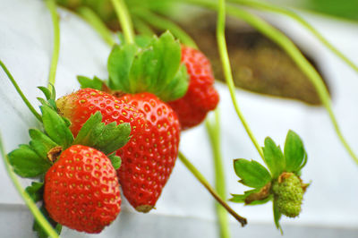 Close-up of strawberries