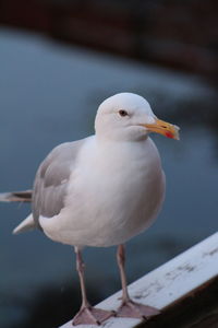 Close-up of seagull perching