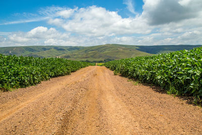 Scenic view of agricultural field against sky