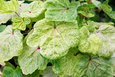 High angle view of fresh green leaves