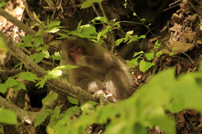 Monkey sitting on a tree