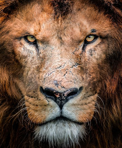 Close-up of lioness