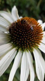 Close-up of honey bee pollinating flower