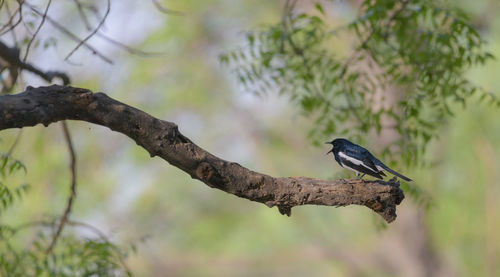animal wildlife
