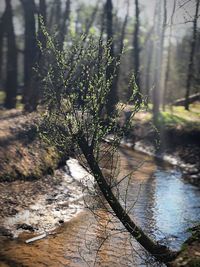 Tree growing in river at forest