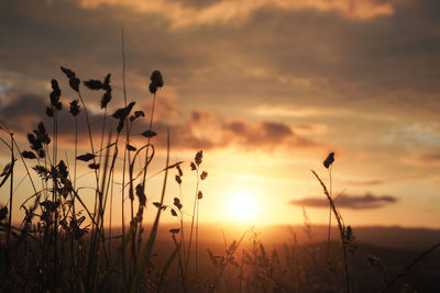 Close-up of silhouette plants on field against sunset sky