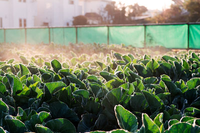 Close-up of fresh green plants in field