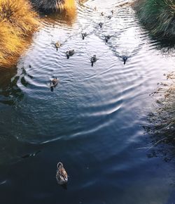 Close-up of ducks in water
