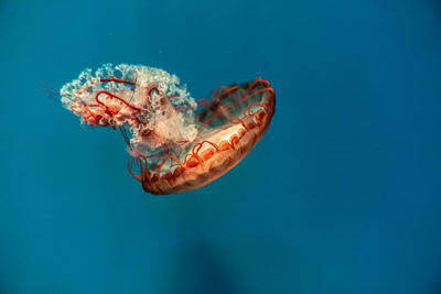 Colorful jellyfish floating in the sea