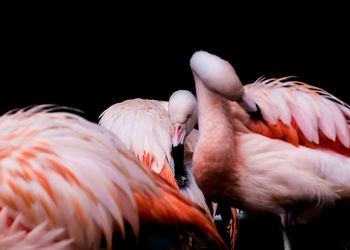 Flamingos preening feathers against black background