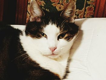 Close-up portrait of cat relaxing at home