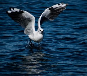 Seagulls flying over sea