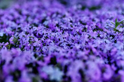 Close-up of purple flowers