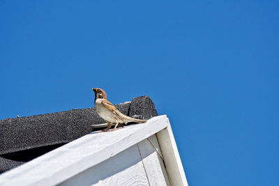 Low angle view of seagull perching on roof against clear sky