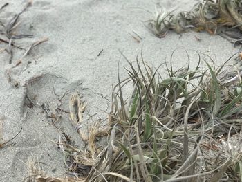 Close-up of grass on sand