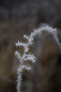 Close-up of frozen plant