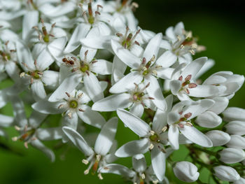 Close-up of white flowering plants