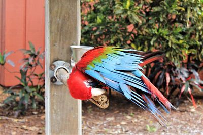Close-up of parrot perching on plant