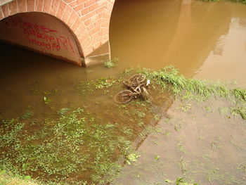 Turtle in water