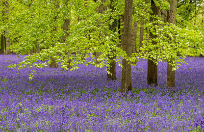 Purple flowering plants in garden