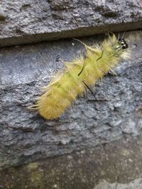 Close-up of yellow insect