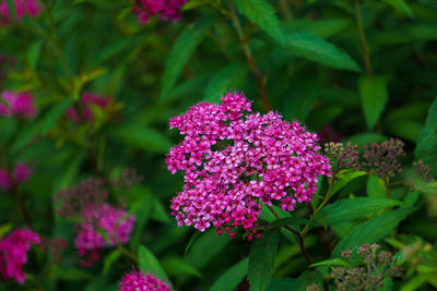 Close-up of pink flowering plant