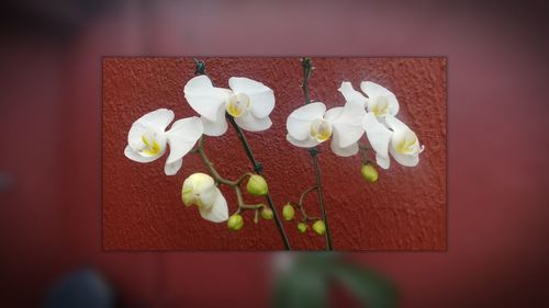 Close-up of frangipani flowers