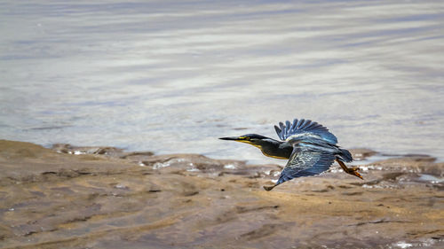 View of birds flying over beach