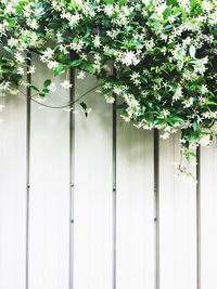 Close-up of white flowering plants