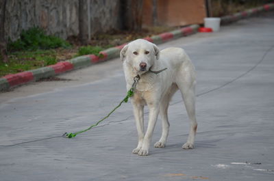 Dog looking away on footpath