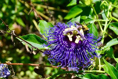 Close-up of purple flower