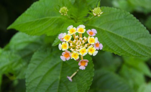 Close-up of yellow flowering plant