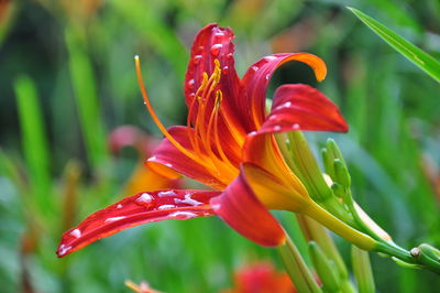 Close-up of wet red flower