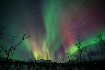 Low angle view of trees and aurora borealis against sky at night 