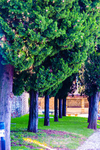 Trees in park