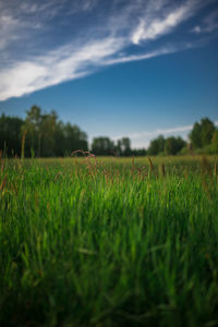 Surface level of grassy field against sky