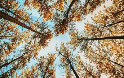 Low angle view of trees against sky during autumn