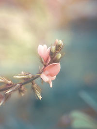 Close-up of wilted flower plant