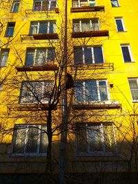 Low angle view of yellow tree against building