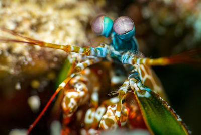 Close-up of insect on leaf