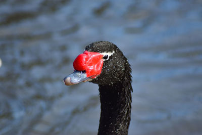 Close-up of black swan in lake