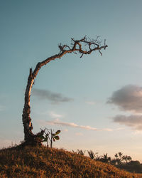 Dead tree on field against sky