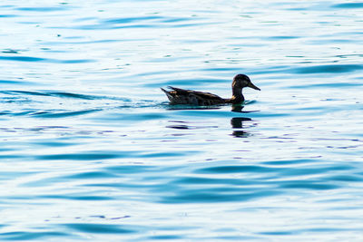 Duck swimming in lake