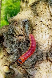 Close-up of insect on tree trunk