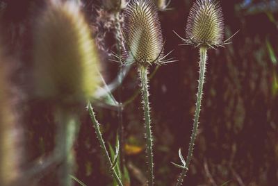 Close-up of cactus plant