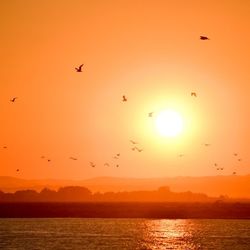 Bird flying over sea at sunset