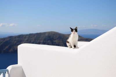 Cat sitting on whitewashed retaining wall against sky at santorini