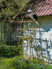 Plants growing outside house