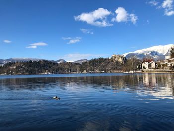 Swan swimming in lake against blue sky